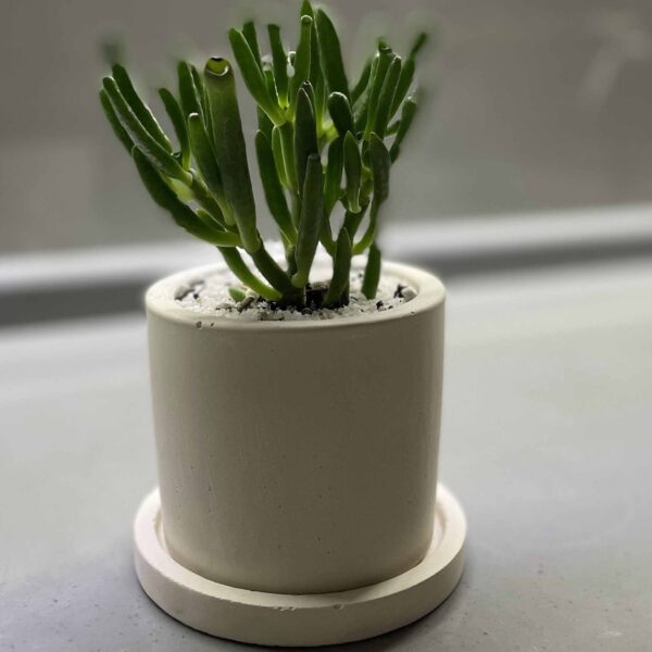 گلدان بتنی دایره ای